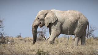 Etosha Elephants [upl. by Seth639]