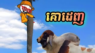 គោដេញ  រឿងបងប្អូនភ្លោះ ភាគ68  by Carabao [upl. by Ahsahtan]