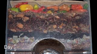 quotAround the Worm Bin in 80 Daysquot FAST timelapse  Vermicomposting with Red Wigglers amp Layered Food [upl. by Sallee]