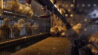 Pullet rearing 20 Train them like a pro [upl. by Nuris]