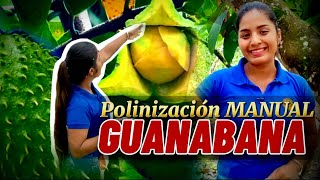 Aprende Polinización manual de la Guanábana Así mejorarás tu fruta [upl. by Lan]