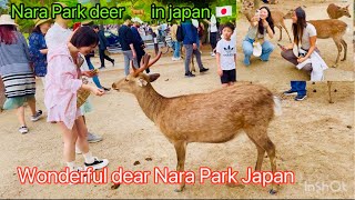 奈良公園すごいね。Nara Park deer 🦌 in japan 4k [upl. by Stanislaus221]