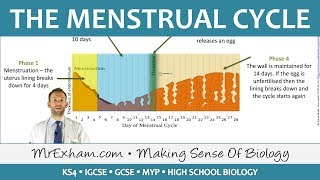 The Menstrual Cycle  GCSE Biology 91 [upl. by Nivla]