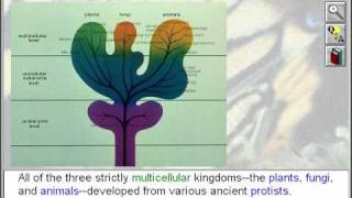 Biology The Five Kingdoms of Life The Protists [upl. by Namya238]