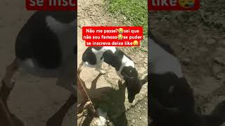 você vai me passar😪se inscreva e compartilha😪 cachorro cachorrinhosfofinhos pets yourcats [upl. by Carolynne400]