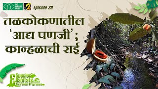 तळकोकणातील कान्हळाची राई  Myristica swamps Species amp Habitats Awareness Programme  MahaMTB [upl. by Aisayt]