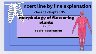 aestivation ncert line by line explanation [upl. by Sophey]