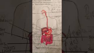 Human alimentary canal drawing science short [upl. by Nima491]