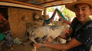 Comprando GALLINAS ðŸ” En El Salvador ðŸ‡¸ðŸ‡» Todos Dicen Que No Hay [upl. by Ameh866]