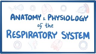 Anatomy and physiology of the respiratory system [upl. by Mclyman]