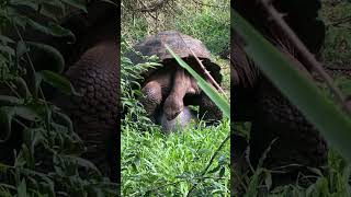 Galapagos Giant Tortoise mating [upl. by Ellehciram376]