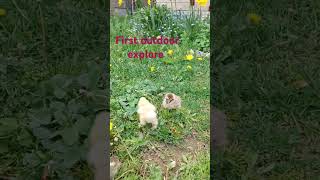 Silkie chicks first grass visis [upl. by Duster]