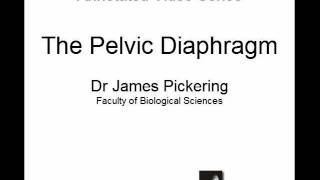 Pelvic Diaphragm [upl. by Ollopa641]