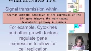 Eukaryotic Gene Expression [upl. by Ayotahc]