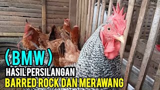 HASIL PERSILANGAN AYAM BARRED ROCK dan MERAWANG BMW❓crossbreed ayamkampungunggul [upl. by Simonsen439]