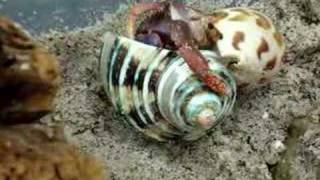 Hermit Crab Shell Change [upl. by Ned]