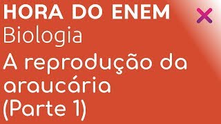 A reprodução da araucária Parte 1  Gimnospermas  Biologia  HORA DO ENEM [upl. by Lark]