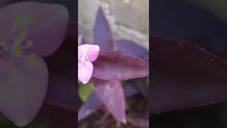 Tradescantia Púrpura florecida 🌸🌸🌸🌸 [upl. by Hoebart]