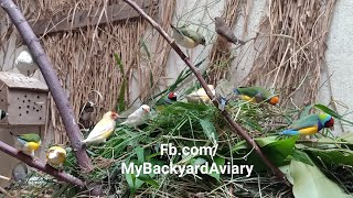 Gouldian Finches Colony Breeding Setup [upl. by Hedvige]