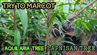 I Try to Marcot Aquilaria TreeLapnisan Tree [upl. by Tiffi]