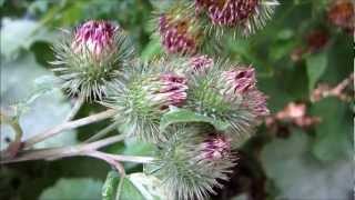 Greater Burdock Arctium Lappa  20120814 [upl. by Neyu329]