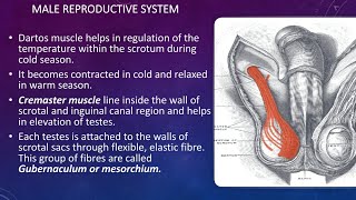 Male Reproductive System  Structure Of Scrotum And Testes [upl. by Anaiuq]