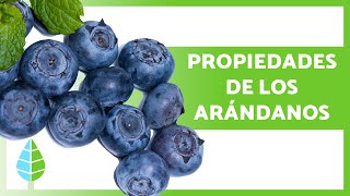 Los beneficios y propiedades del arándano para nuestra salud [upl. by Elena]