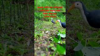 ডাহুক পাখি ধরার ফাদ তৈরীর পদ্ধতি।How to make Gallinule bird trapdahuk pakhir fadজাংগীফাদshort [upl. by Nnylrebma]