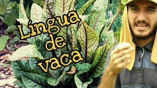 Como fazer bom uso da Labaça Rumex obtusifolius [upl. by Pearce]