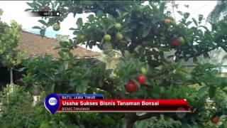 Bisnis Tanaman Bonsai di Batu Jawa Timur  NET5 [upl. by Knut197]