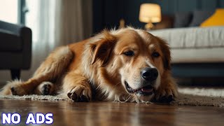 20 Hours of Deep Separation Anxiety Music for Dog Relaxation🎵Deep Sleep Relaxing Dog Music🐶Music Dog [upl. by Leggat]