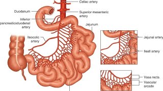 GIT Lecture 11 ANATOMY OF SMALL INTESTINE amp PARTS [upl. by Esereht]