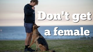 5 things to know before getting a female German Shepherd [upl. by Zedekiah]