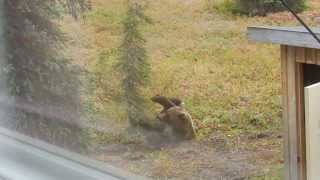 Alaska Grizzly bear at Angstman Cabin [upl. by Airdnassac678]