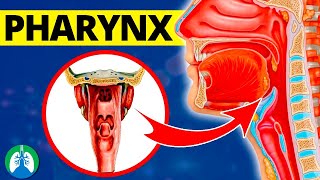 Pharynx Medical Definition  Quick Explainer Video [upl. by Gladdy]