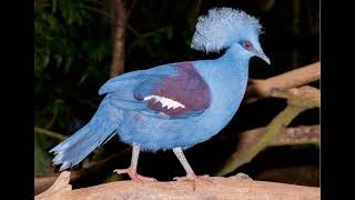 Goura cristata Western Crowned Pigeon [upl. by Pejsach]