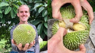 How To Open and Eat a Durian [upl. by Kurland]