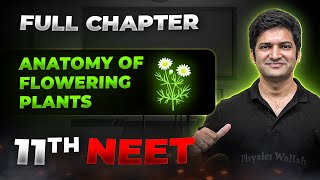 Anatomy of Flowering Plants FULL CHAPTER  Class 11th Botany  Arjuna NEET [upl. by Eniamrehs]