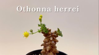 【Othonna herreiオトンナ・ヘレー】 [upl. by Trovillion]