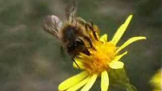 Abeille mellifère  butineuse sur fleur honeybee on flower [upl. by Alletse]