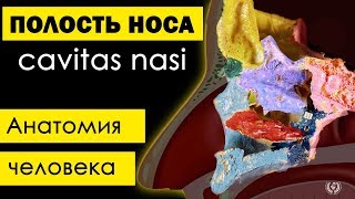 Полость носа cavitas nasalis 💀  Анатомия человека субтитры латынь✅ [upl. by Alboran]