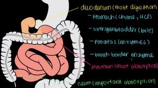 Small Intestine Structure Digestion Absorption [upl. by Boigie]