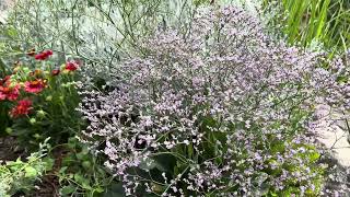 Verbena officinalis közönséges vasfű kedvenc évők sorozat [upl. by Norabel]