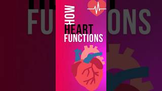 How Our Heart Functions shorts science medicalscience facts [upl. by Henning]