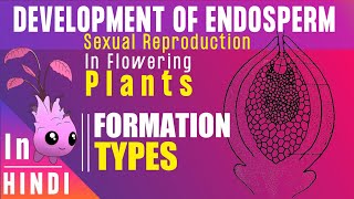 Endosperm ।। Endosperm development Types amp Function ।। BotanyTv [upl. by Older984]