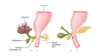 Development of pancreas [upl. by Hippel]