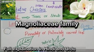 Magnoliaceae FamilyVegetative characters and floral charactersEconomic importance [upl. by Heidy630]