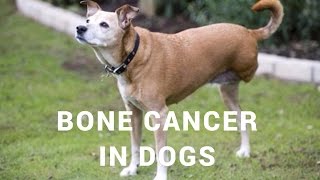 Bone Cancer In Dogs Holistic Options [upl. by Osithe]