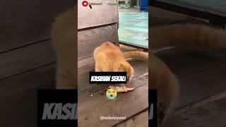 Si Oyen kasihan shortsfeed [upl. by Filipe]