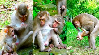 Best Video Of Lauy Monkey Drink Milk By Herself While She Nursing Lexi Too Lexi Grows Up Well Big [upl. by Sklar]